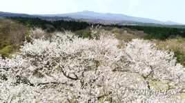 천연기념물 159호 제주 왕벚나무의 자태