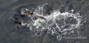 짝짓기의 계절