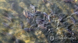 물 반 잉어 반...