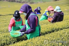 제주 오설록 햇차 수확