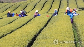 햇차 수확합니다