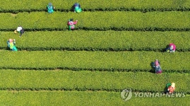 지금은 햇차 수확중