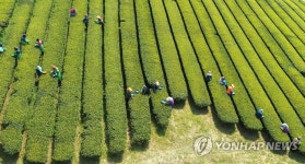 지금은 햇차 수확중