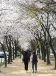 대구 수성못 벚꽃길 산책하는 시민들