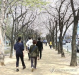 대구 수성못 벚꽃길 산책하는 시민들
