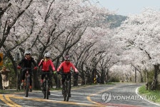 벚꽃길 라이딩