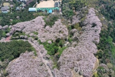 부산 황령산 막바지 벚꽃