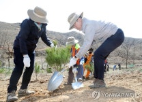 산불피해 지역에 금강소나무 심는 문 대통령