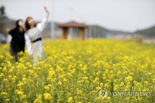유채꽃으로 물든 태안