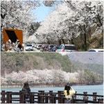 사회적 거리두기 벚꽃길 드라이브로 만족