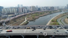 만개한 안양천 벚꽃들