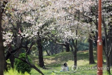 벚꽃 지는 계절