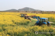 제주 유채꽃 광장 갈아엎는 트랙터