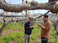 배꽃 동상해 점검