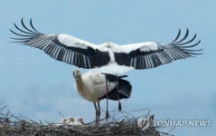 교대로 둥지를 지키는 황새부부