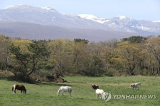 겨울같은 봄, 그리고 제주마