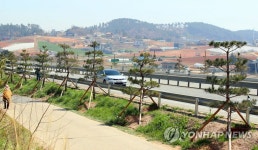 완공 앞둔 태안 국도 32호선 소나무 가로숲