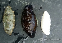 부안 앞바다서 해녀도 보기 힘든 희귀종 백해삼 잡혀