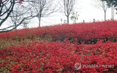 대전 한밭수목원 영산홍 활짝