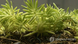 화천군, 코로나19 원예치료로 심리방역 눈길