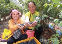 블루베리 맛보세요