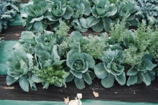 주말농장 등 도시 텃밭, 허브 함께 키우면 해충 방제에 도움