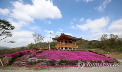 산청 차황면 황매루 꽃 만개