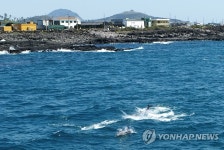 대정 앞바다의 남방큰돌고래들