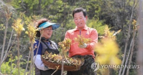 옻순 수확 한창