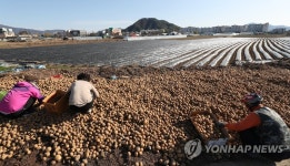 [르포] 애 끓이며 땅에 감자 버렸는데…냉해에 두 번 우는 농민들