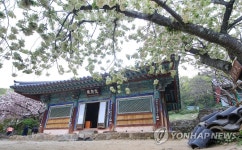 서산 개심사에 겹벚꽃 활짝…한폭의 동양화 연상