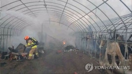 서초구 화훼단지 비닐하우스 불…2시간10여분만에 진화(종합)