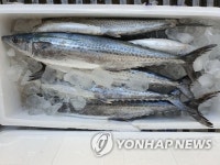 해경에 적발된 냉장 삼치