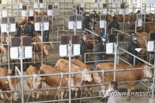 제주축협 가축시장 3개월 만에 재개장