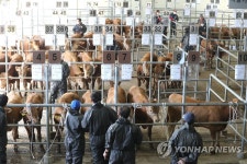 제주축협 가축시장 3개월 만에 재개장