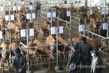 제주축협 가축시장 3개월 만에 재개장