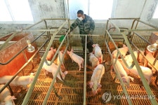 중국서 돈육 가격 치솟자 부동산업체도 양돈업 진출
