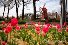 튤립 만개한 증평 보강천 둔치