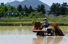 강원대 농장 모내기