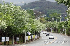 이팝나무 꽃 핀 5·18 묘지 가는 길