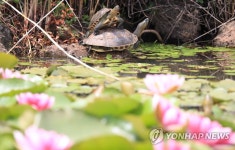 남생이의 일광욕