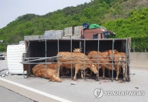 도축장 가기 싫소…고속도로서 소 7마리 태운 트럭 넘어져