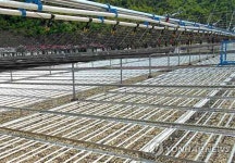 북한, 평양시 양묘장 건설 마감단계