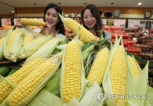 하우스 재배, 당도 높은 초당 옥수수