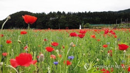 원주 용수골 꽃양귀비 축제 23일 개막