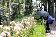코로나19에 구경 못하는 장미