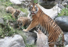 우리는 호랑이 가족