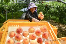 남원 춘향골 복숭아 수확