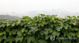담쟁이덩굴 너머 흐린 하늘