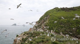 태안 궁시도에 터 잡은 괭이갈매기